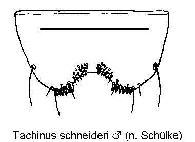 tachinus_schneideri_ster.gif