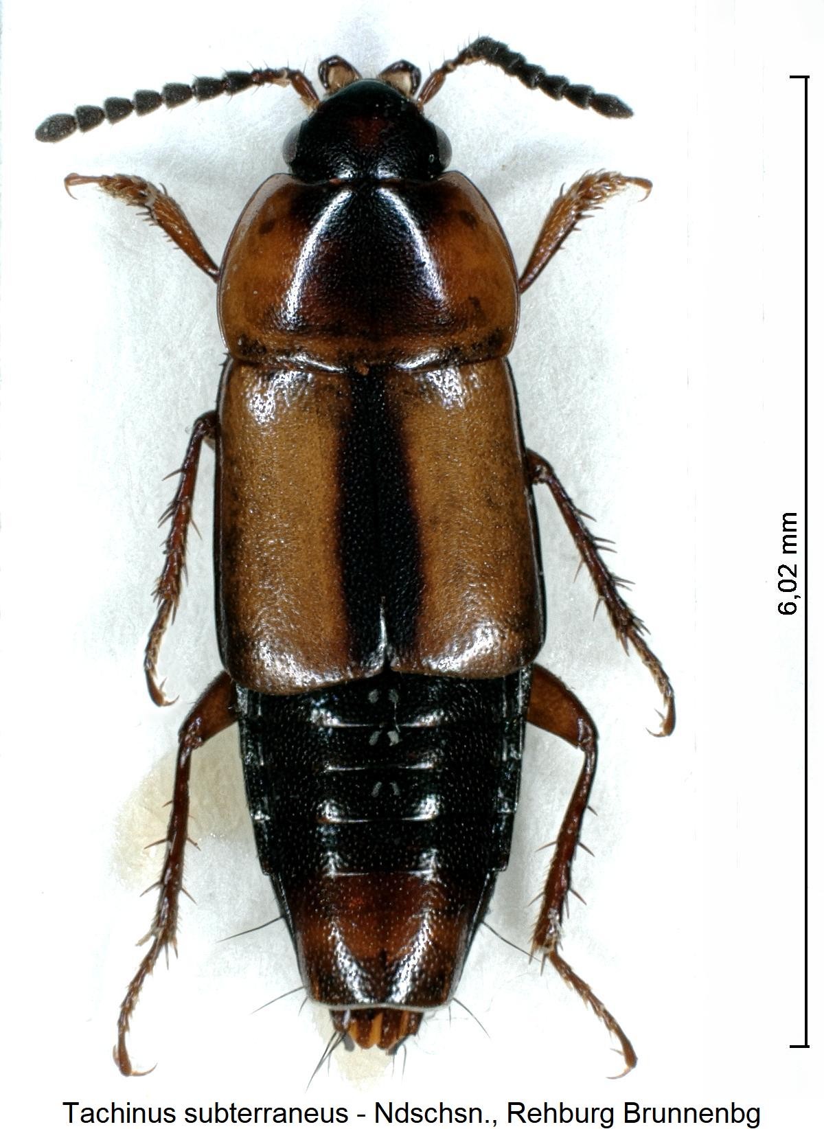 tachinus_subterraneus_hab2.jpg