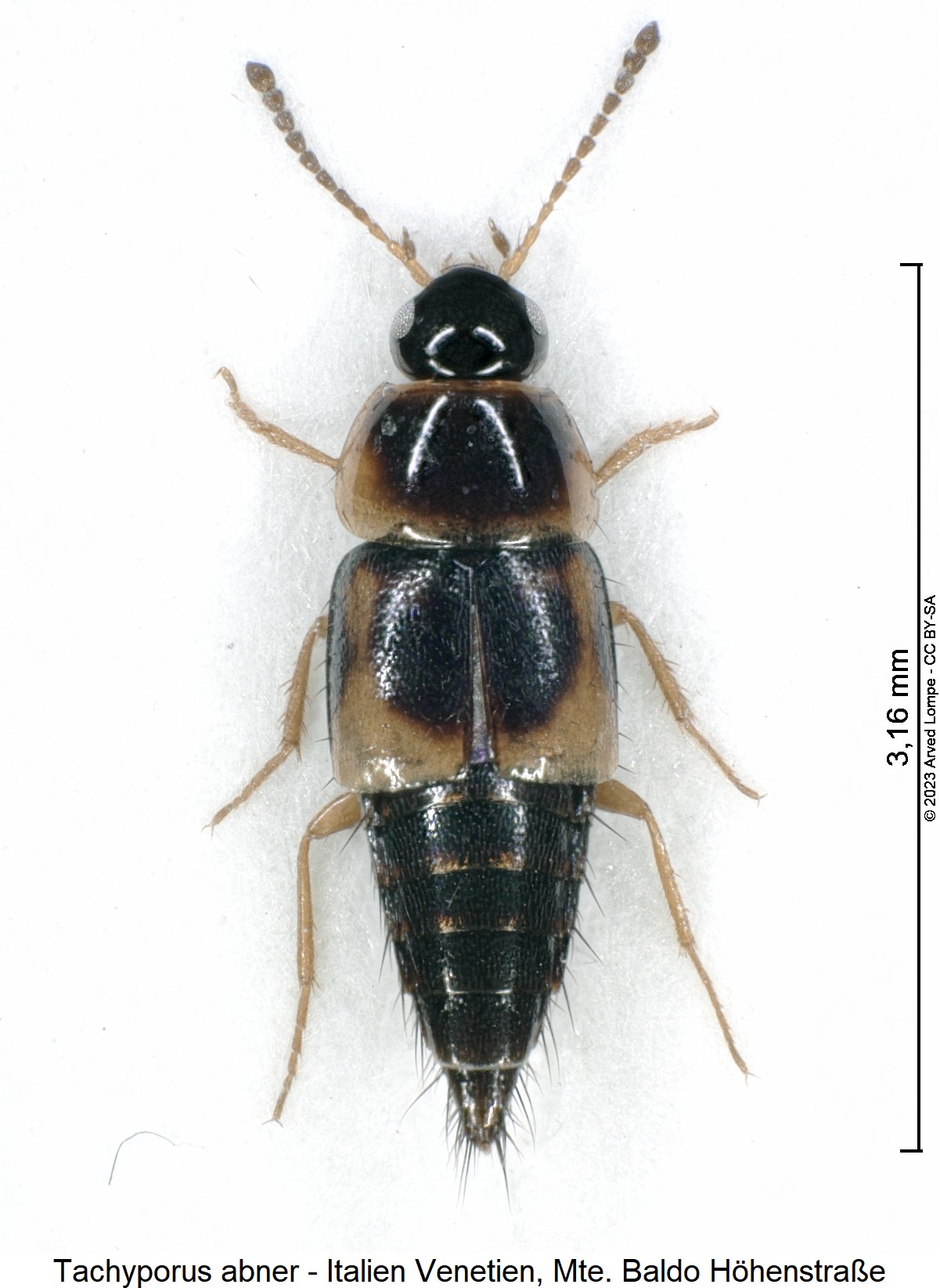 tachyporus_abner_hab.jpg