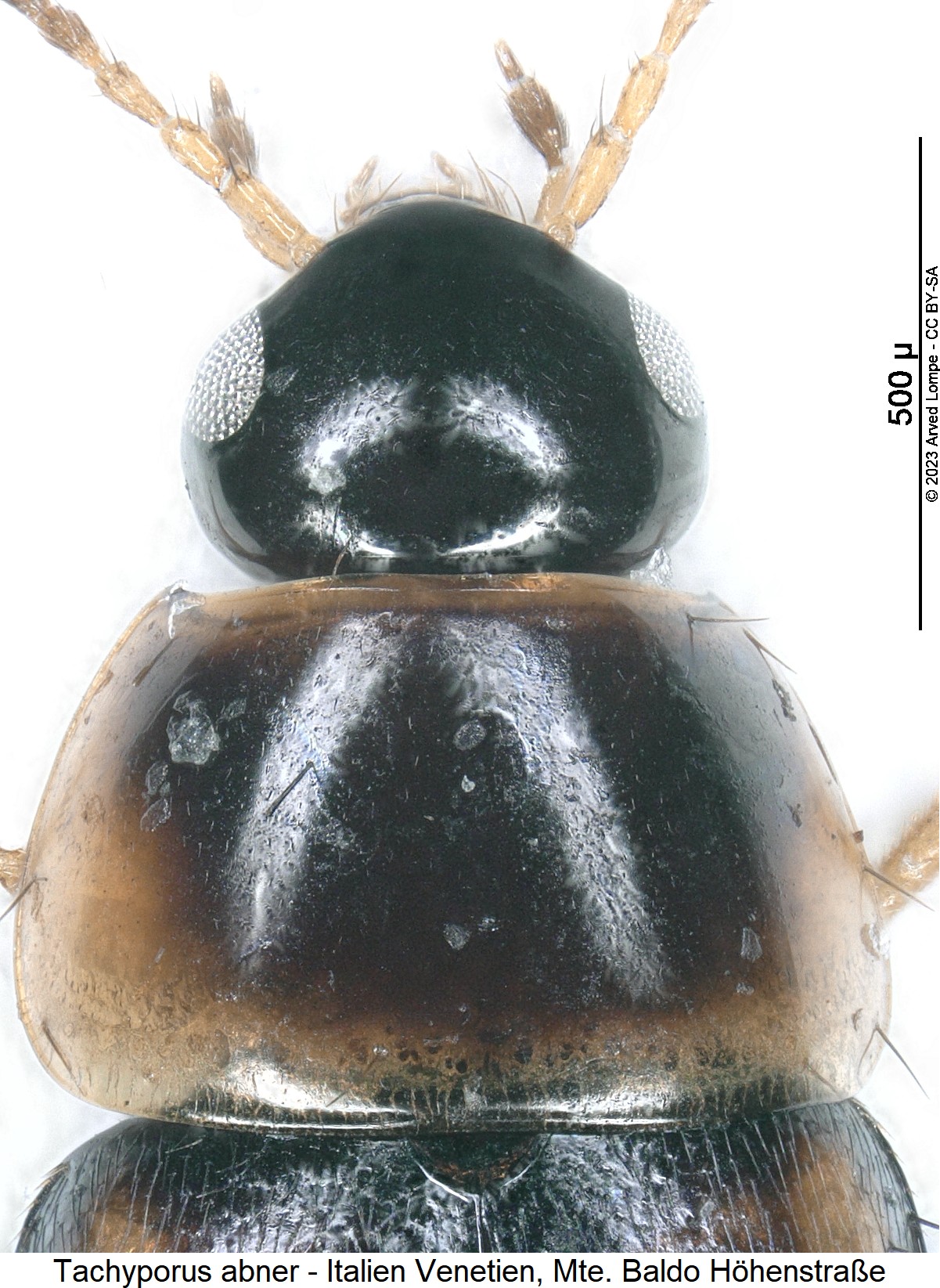 tachyporus_abner_vk.jpg