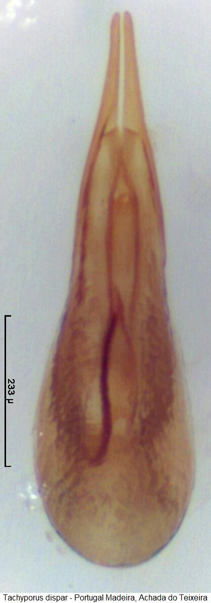 tachyporus_dispar.jpg