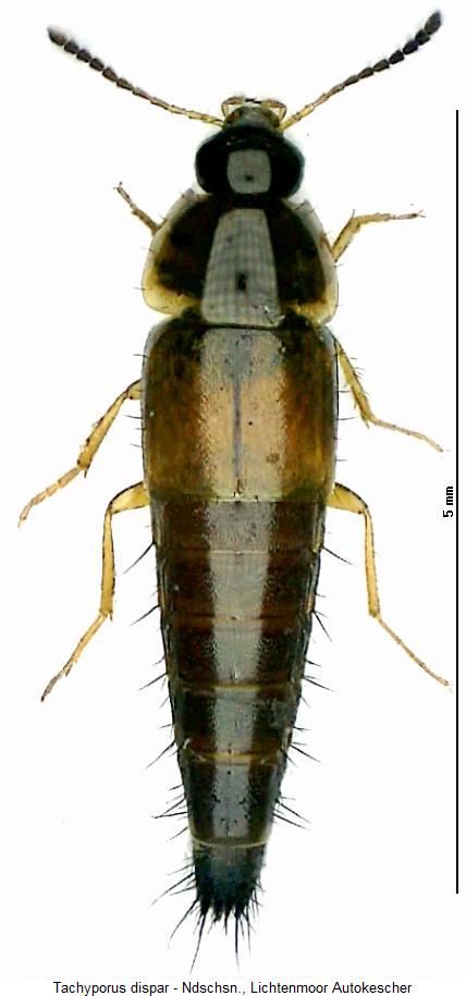 tachyporus_dispar_hab1.jpg