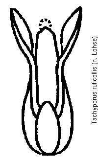 tachyporus_ruficollis.gif