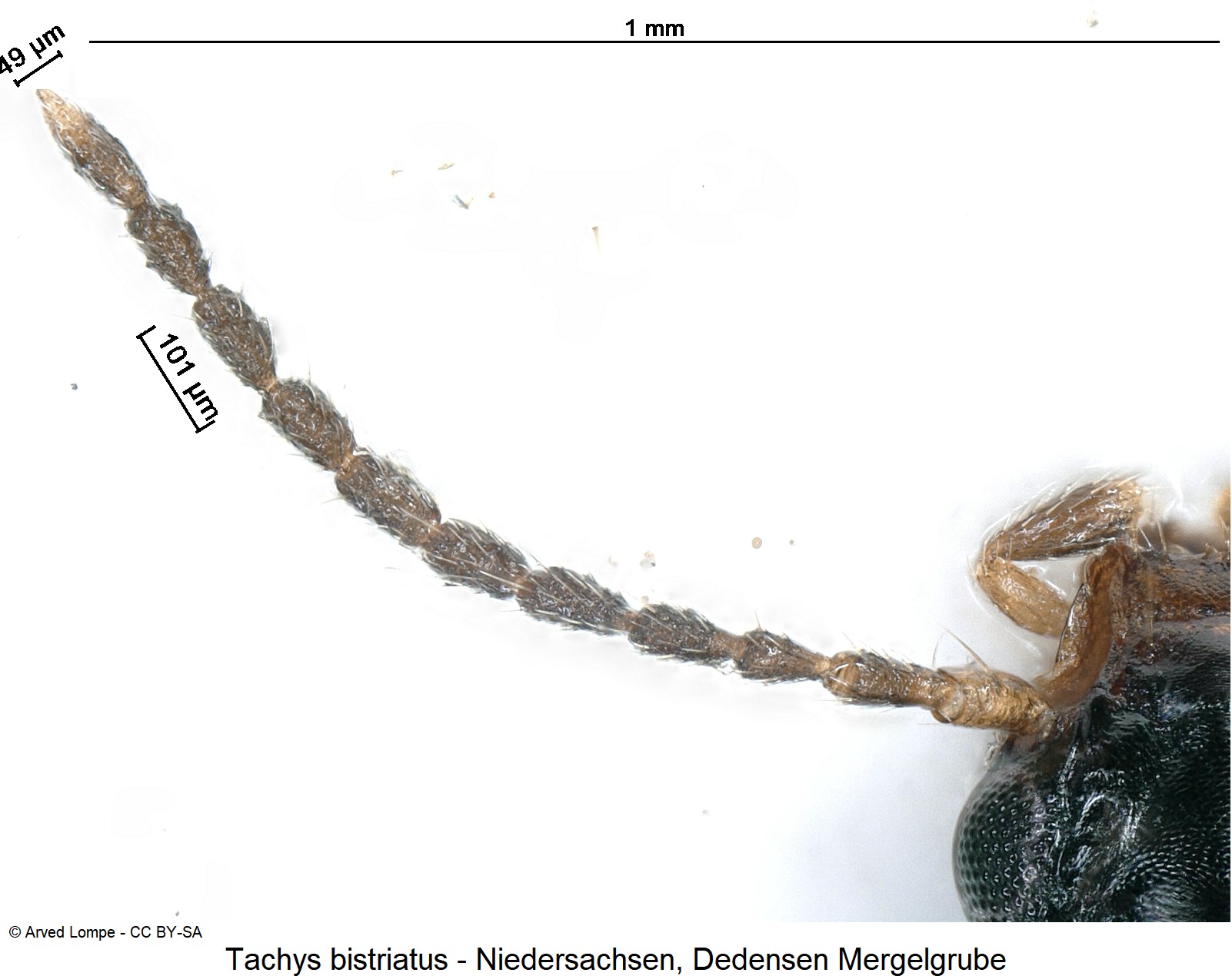 tachys_bistriatus_ck36410040_f.jpg