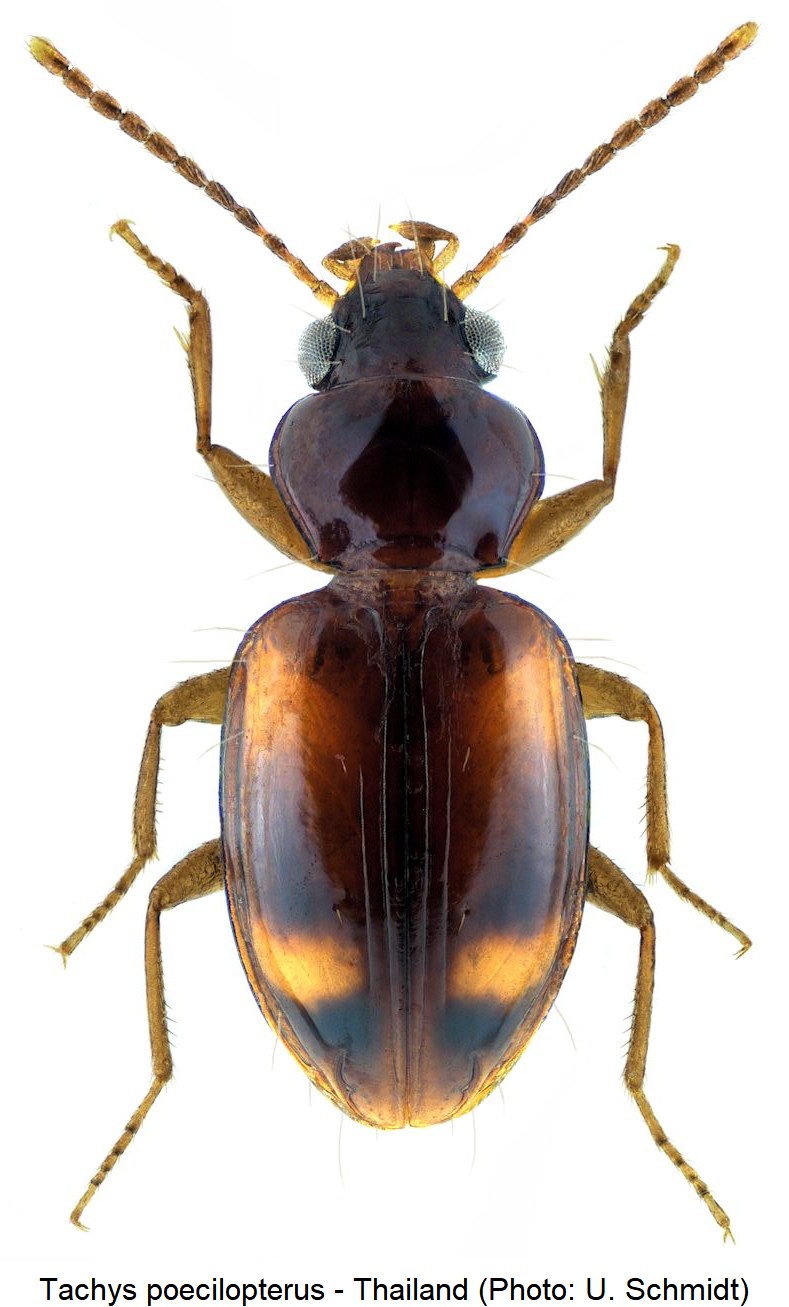 tachys_poecilopterus_hab.jpg
