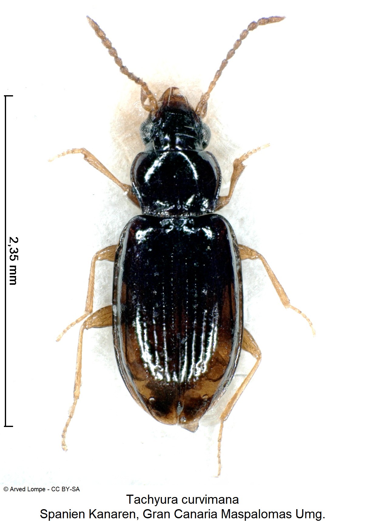 tachyura_curvimana_ck18751_hab.jpg
