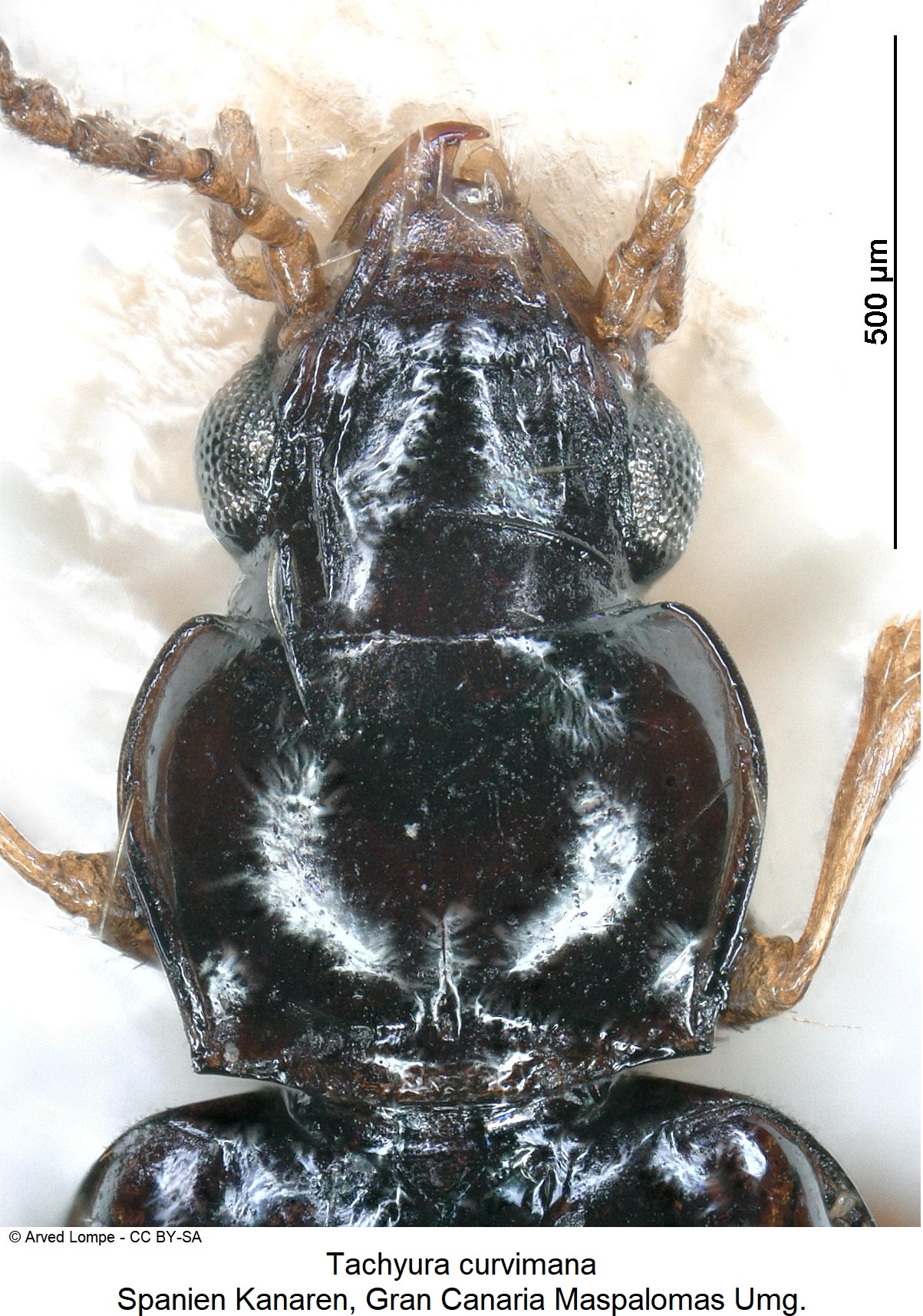 tachyura_curvimana_ck18751_vk.jpg