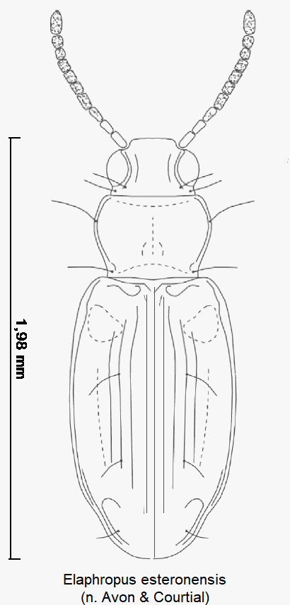 tachyura_esteronensis_hab.gif