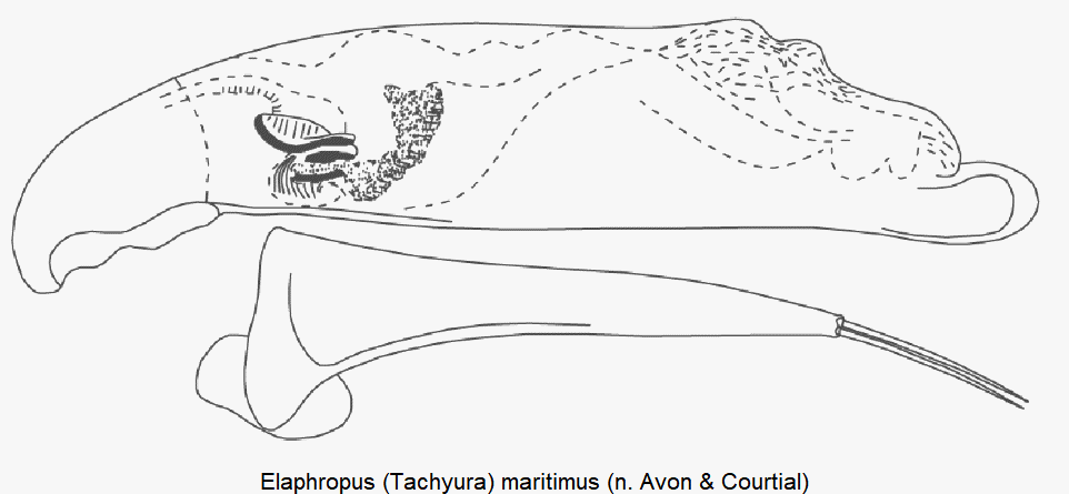tachyura_maritima.gif