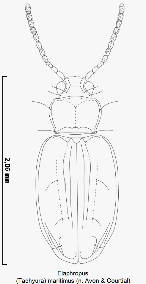 tachyura_maritima_hab.gif