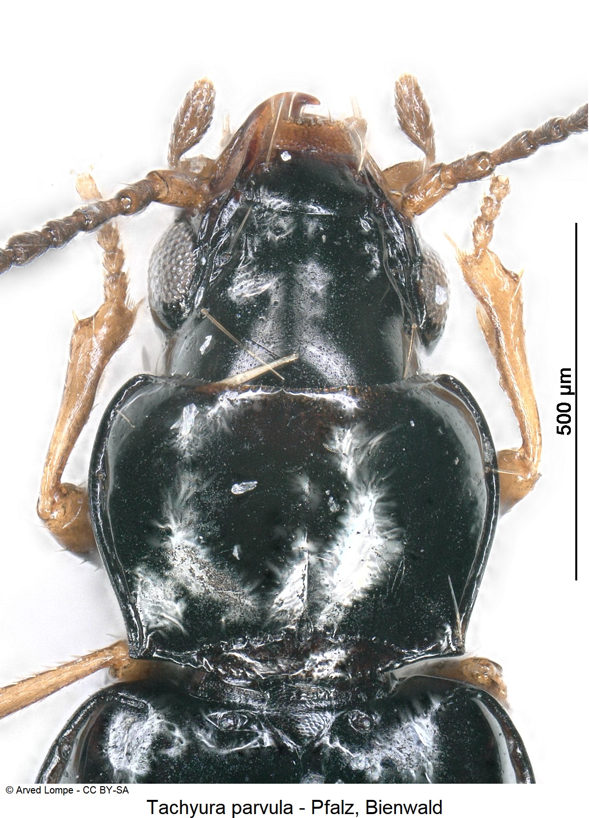 tachyura_parvula_ck23688_vk.jpg