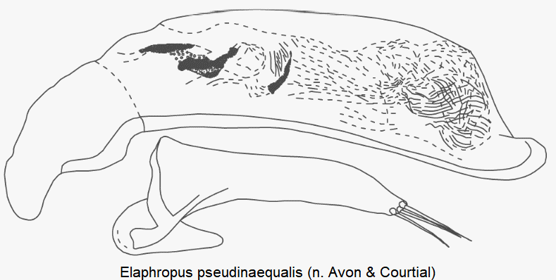 tachyura_pseudinaequalis.gif