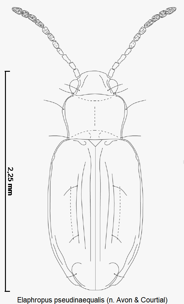 tachyura_pseudinaequalis_hab.gif