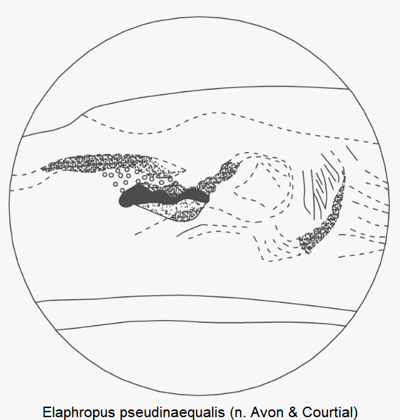 tachyura_pseudinaequalis_pc.gif