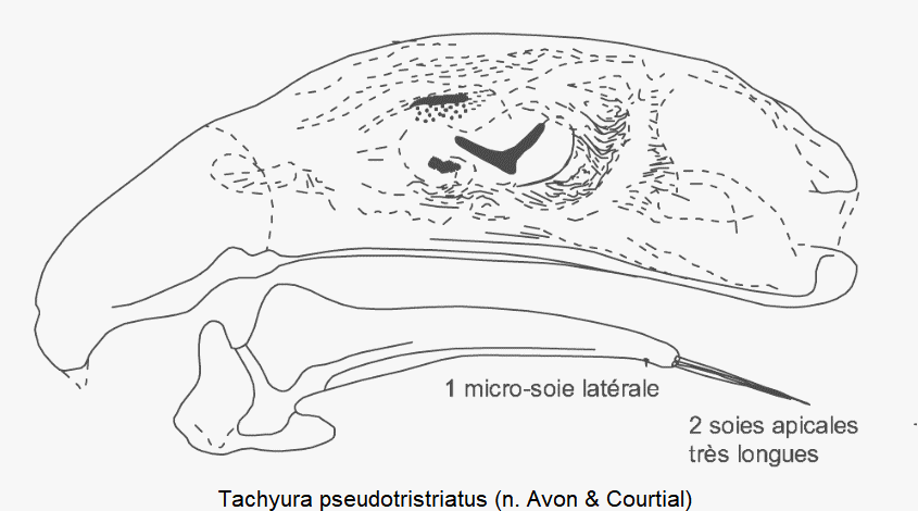 tachyura_pseudotristriatus.gif