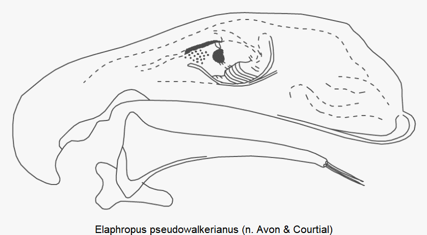 tachyura_pseudowalkeriana.gif