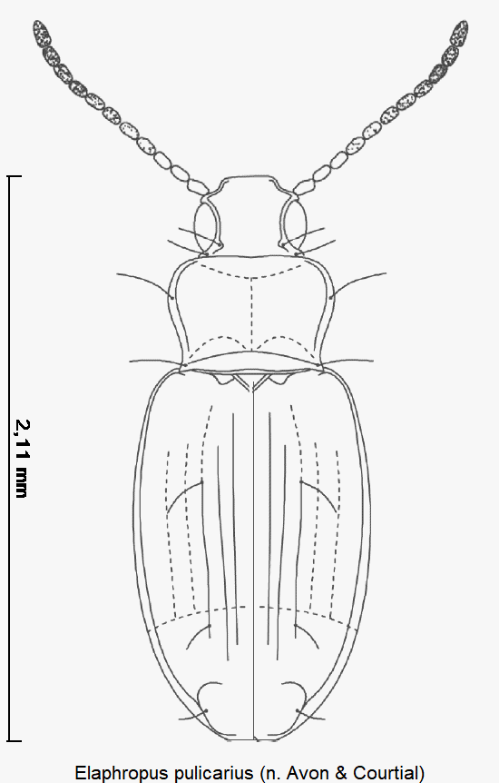 tachyura_pulicaria_hab.gif