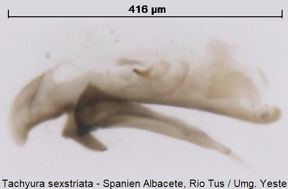 tachyura_sexstriata.jpg