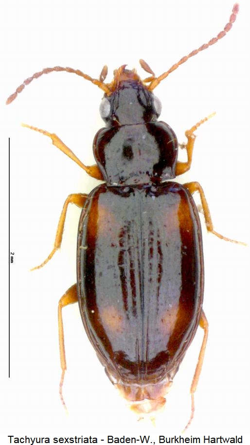tachyura_sexstriata_hab.jpg