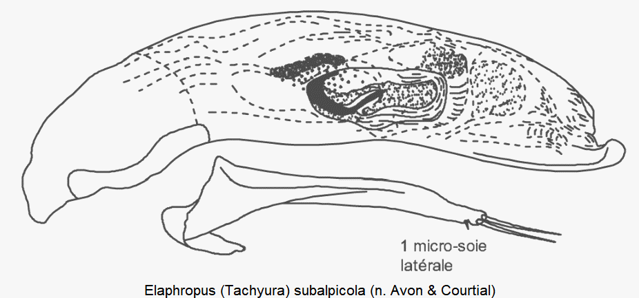tachyura_subalpicola.gif