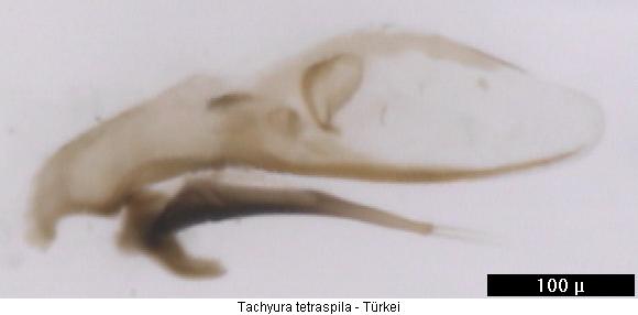 tachyura_tetraspila.jpg