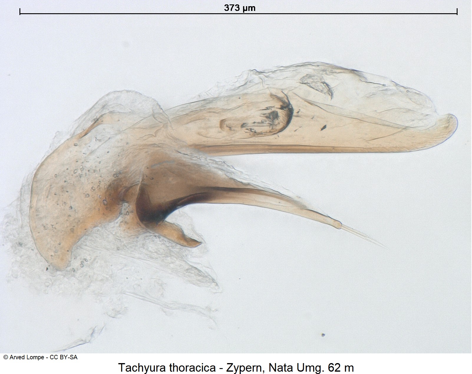 tachyura_thoracica_ck21643.jpg