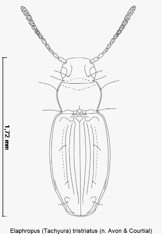 tachyura_tristriata_hab.jpg