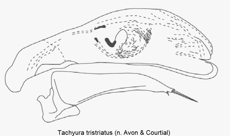 tachyura_tristriatus.gif