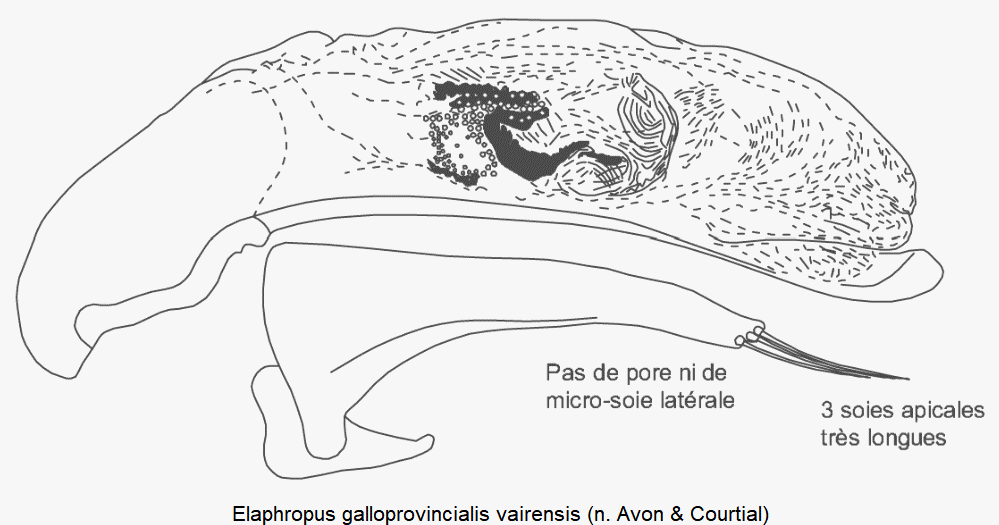 tachyura_vairensis.gif