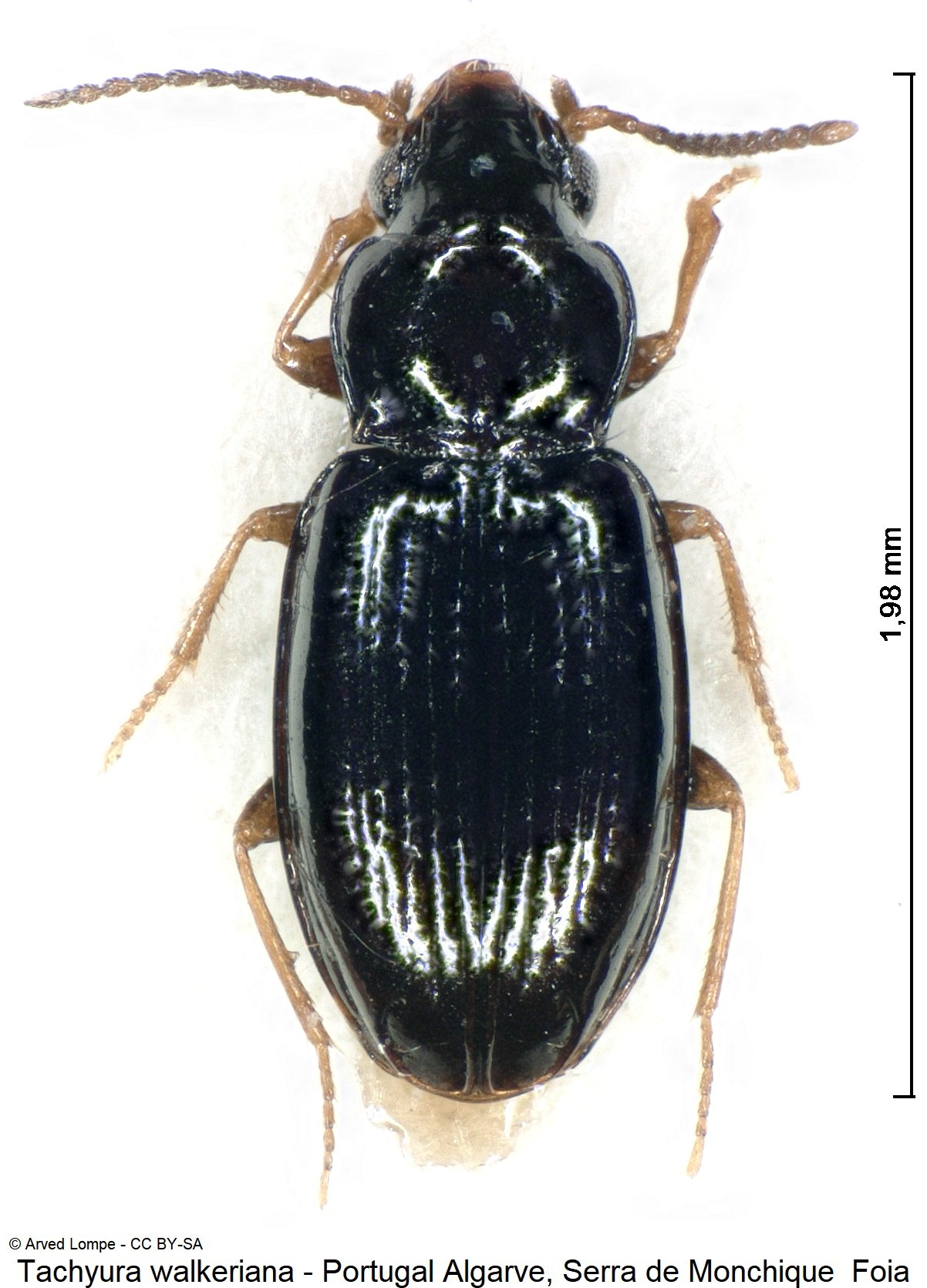 tachyura_walkeriana_ck16483_hab.jpg
