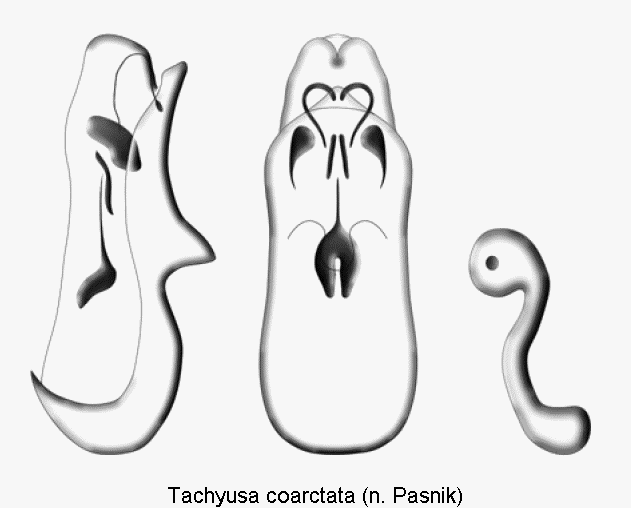 tachyusa_coarctata1.gif