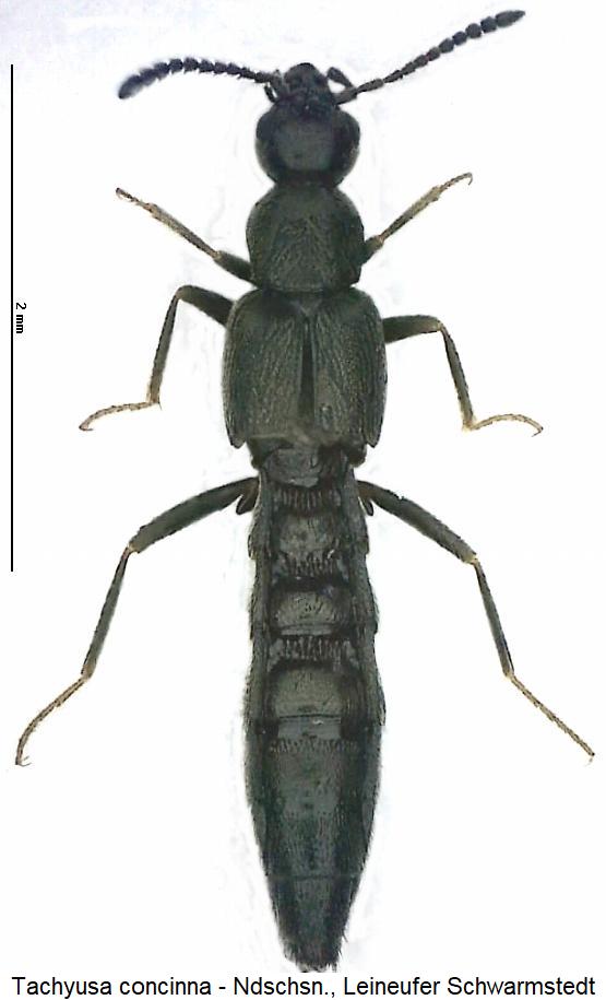 tachyusa_concinna_hab.jpg