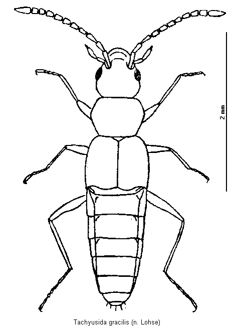 tachyusida_gracilis_hab.gif