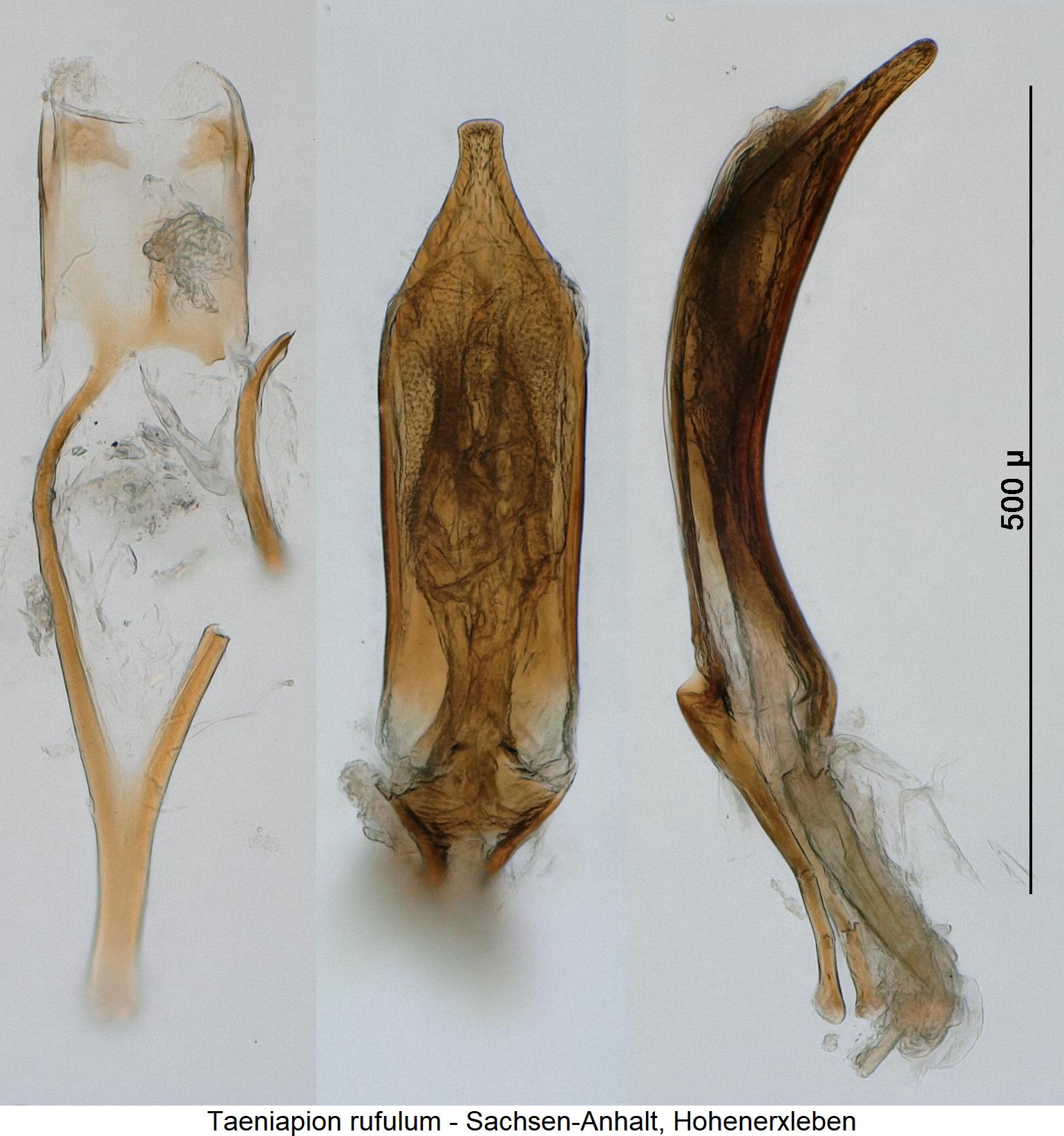 taeniapion_rufulum.jpg
