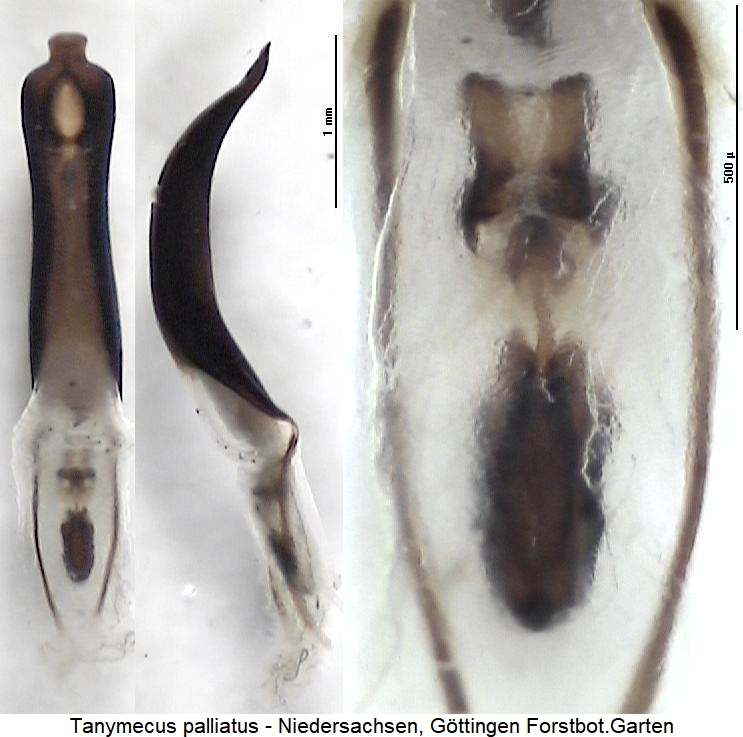 tanymecus_palliatus.jpg