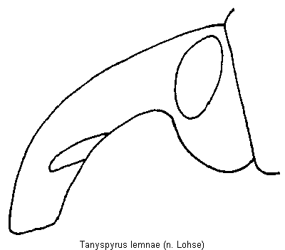 tanyspyrus_lemnae_k.gif