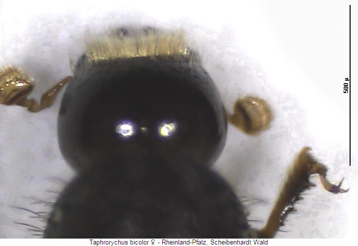 taphrorychus_bicolor_k.jpg