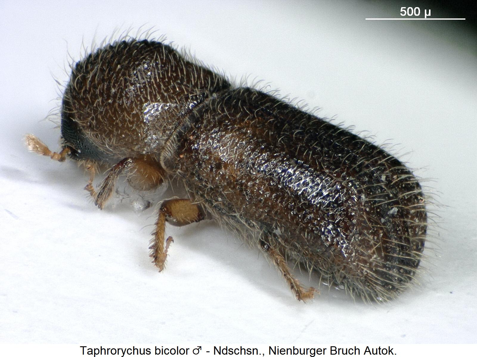 taphrorychus_bicolor_m_sa.jpg