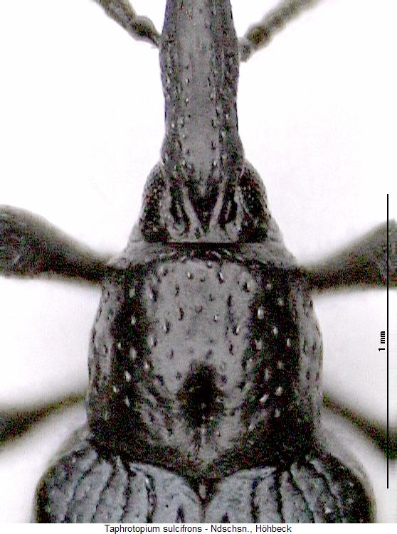 taphrotopium_sulcifrons_vk.jpg