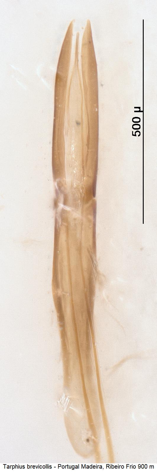 tarphius_brevicollis.jpg
