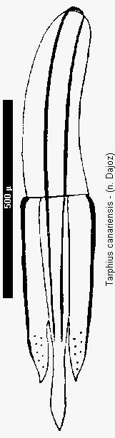 tarphius_canariensis.gif