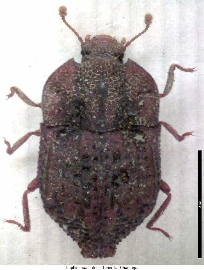 tarphius_caudatus_hab.jpg