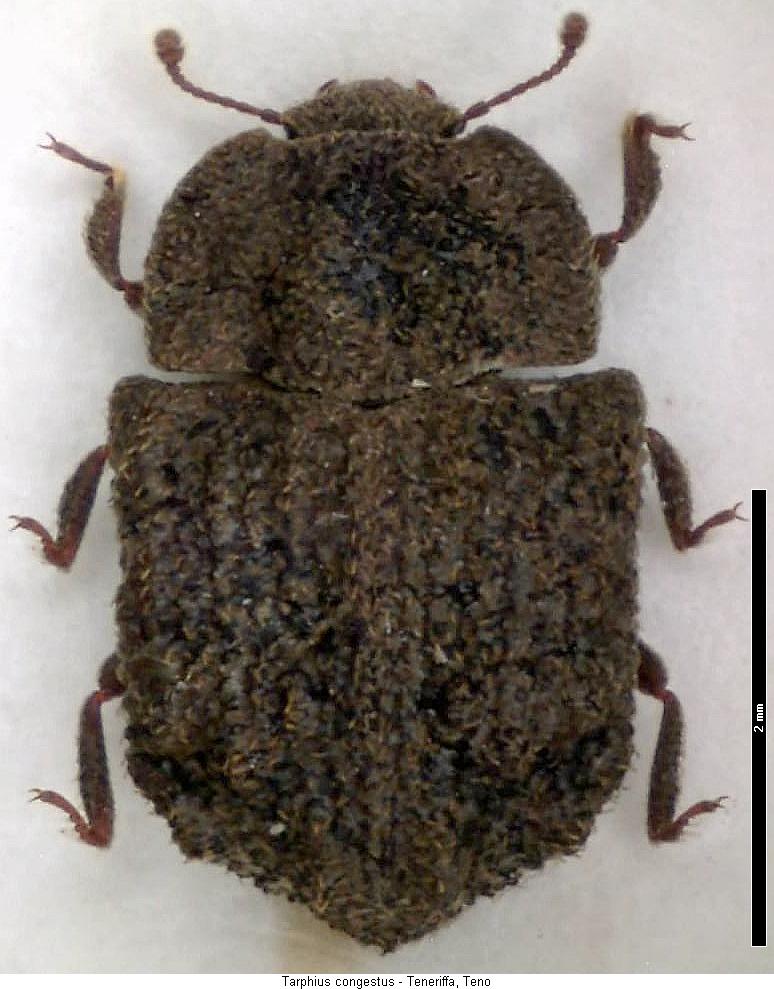 tarphius_congestus_hab.jpg