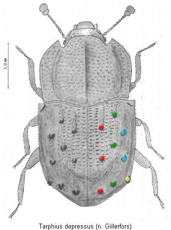 tarphius_depressus_hab.jpg