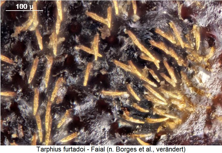 tarphius_furtadoi_int1.jpg