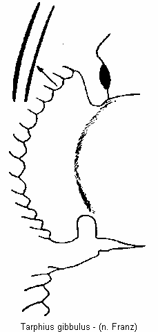 tarphius_gibbulus_hsch.gif