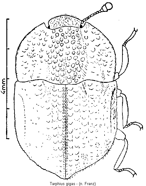 tarphius_gigas_hab.gif