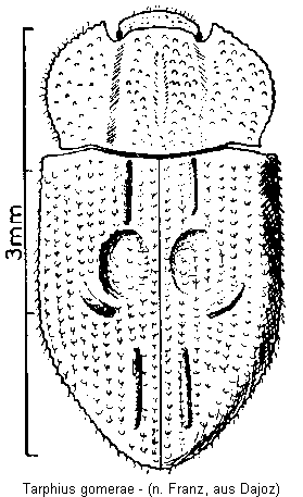 tarphius_gomerae_hab.gif