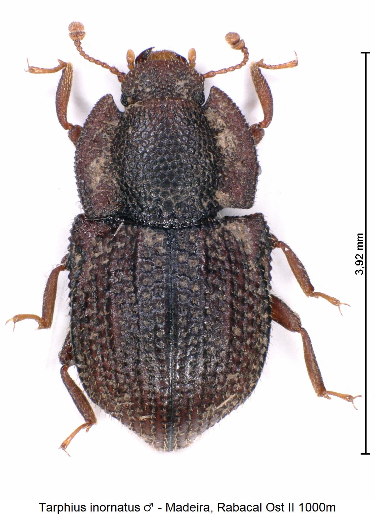 tarphius_inornatus_hab.jpg
