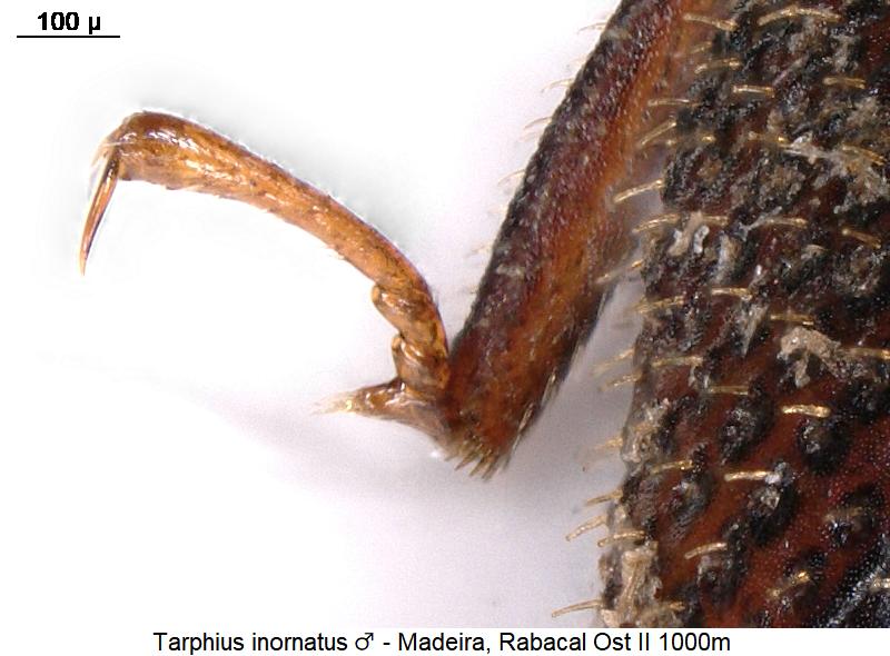 tarphius_inornatus_m_htr.jpg